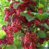Fruit du schizandre Fruit du schizandre