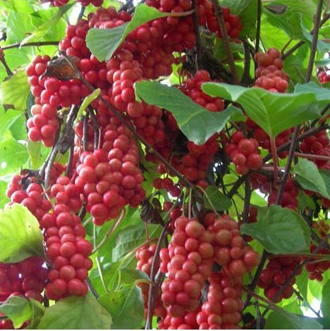 Fruit du schizandre Fruit du schizandre