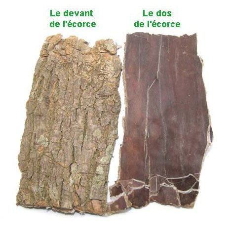 Ecorce d’Eucommia (Du Zhong)