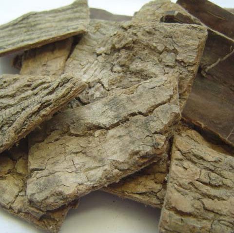 Ecorce d’Eucommia (Du Zhong)