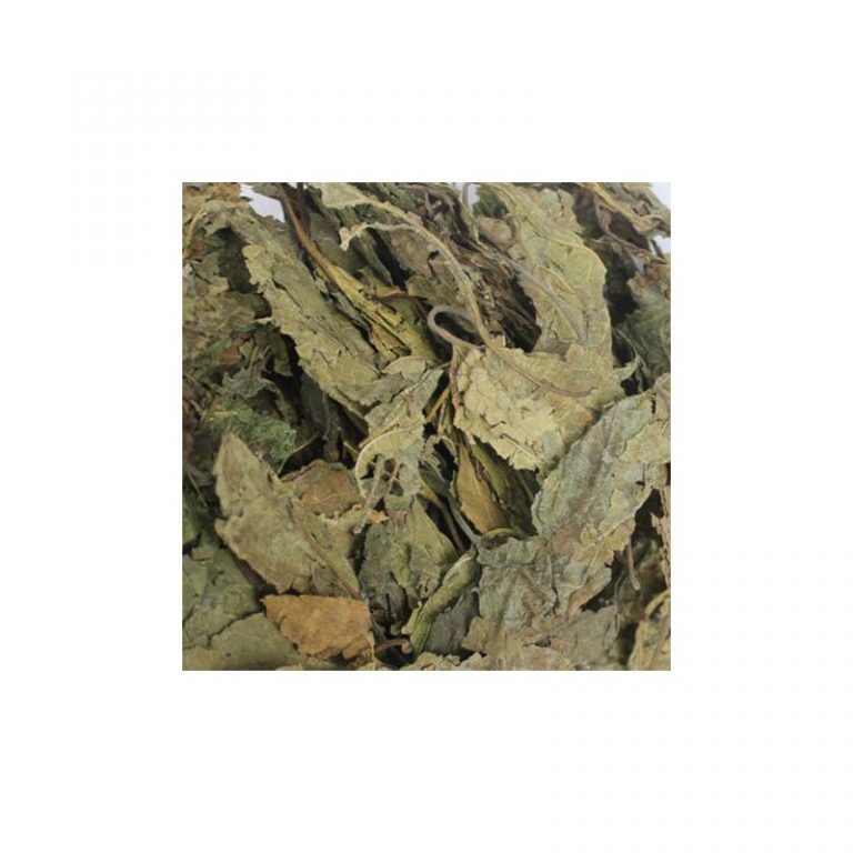 Feuille du mûrier blanc (Sang Ye)