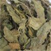 Feuille du mûrier blanc (Sang Ye)