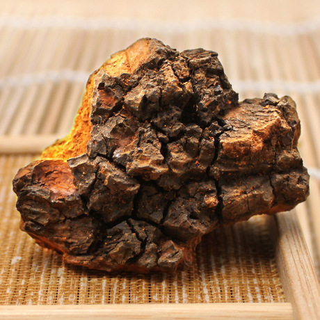 morceau de chaga Champignon Chaga