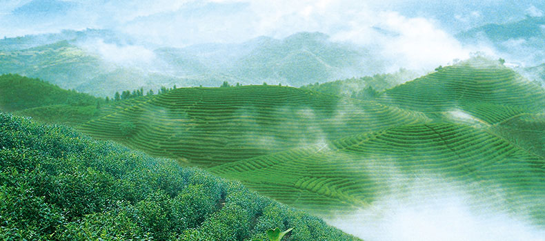 Brume de montagne