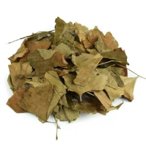 Feuille de Ginkgo – Ginkgo biloba (Yin Xing Ye)